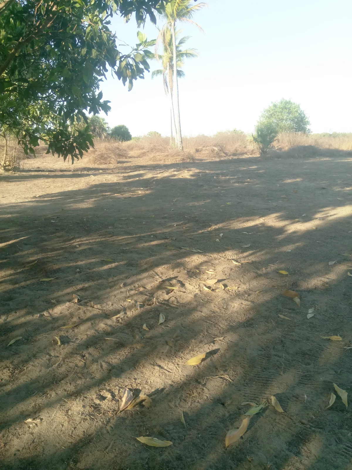 Tany amidy belinta mahajanga — photo 4