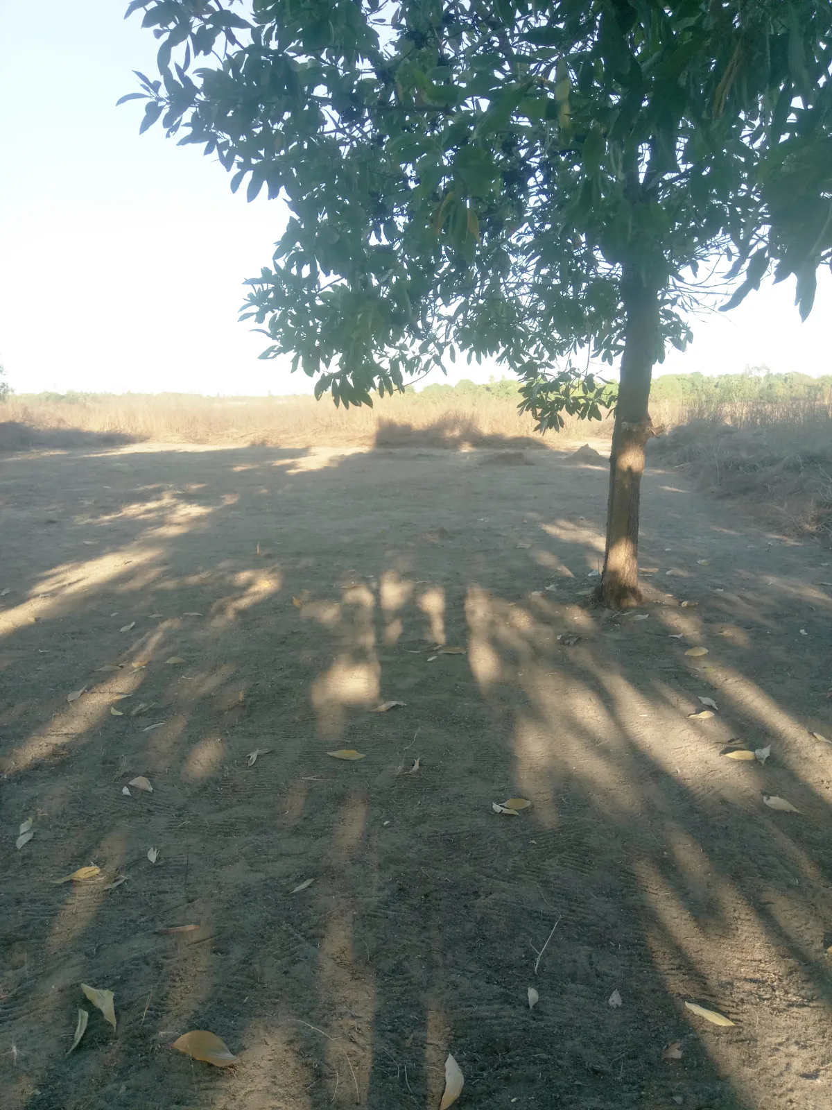Tany amidy belinta mahajanga — photo 3